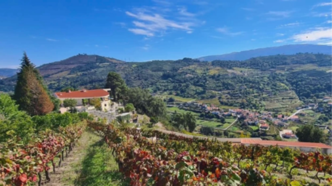 Padrão desmancha do porco (2)